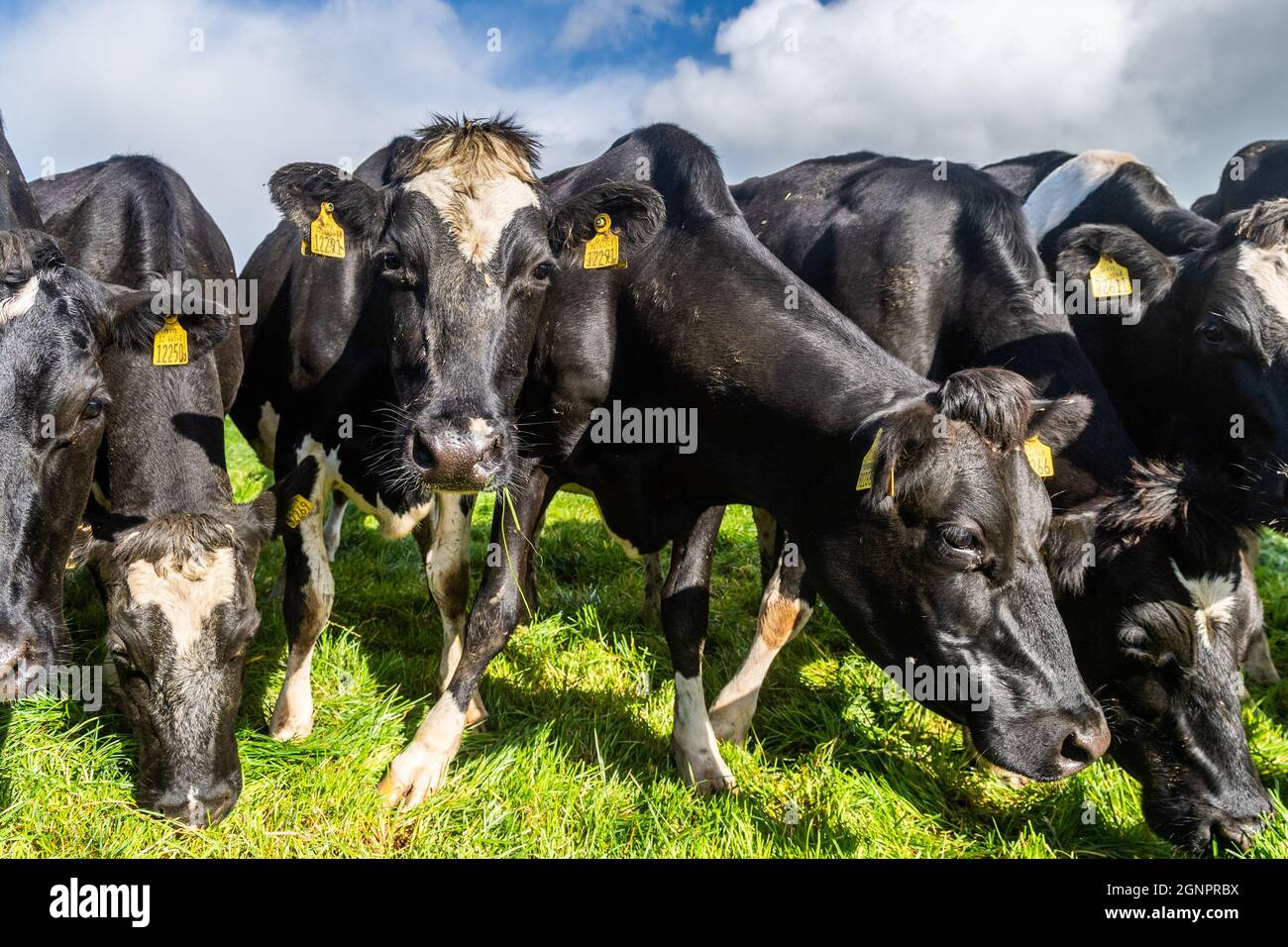 Timoleague, West Cork, Irlande. 27 septembre 2021. Les vaches laitières de la ferme de Tomas Griffin, Timoleague, se prélassent au soleil lors d'une journée de temps mixte. Les averses éparses deviendront plus lourdes et plus répandues cet après-midi. Crédit : AG News/Alay Live News Banque D'Images