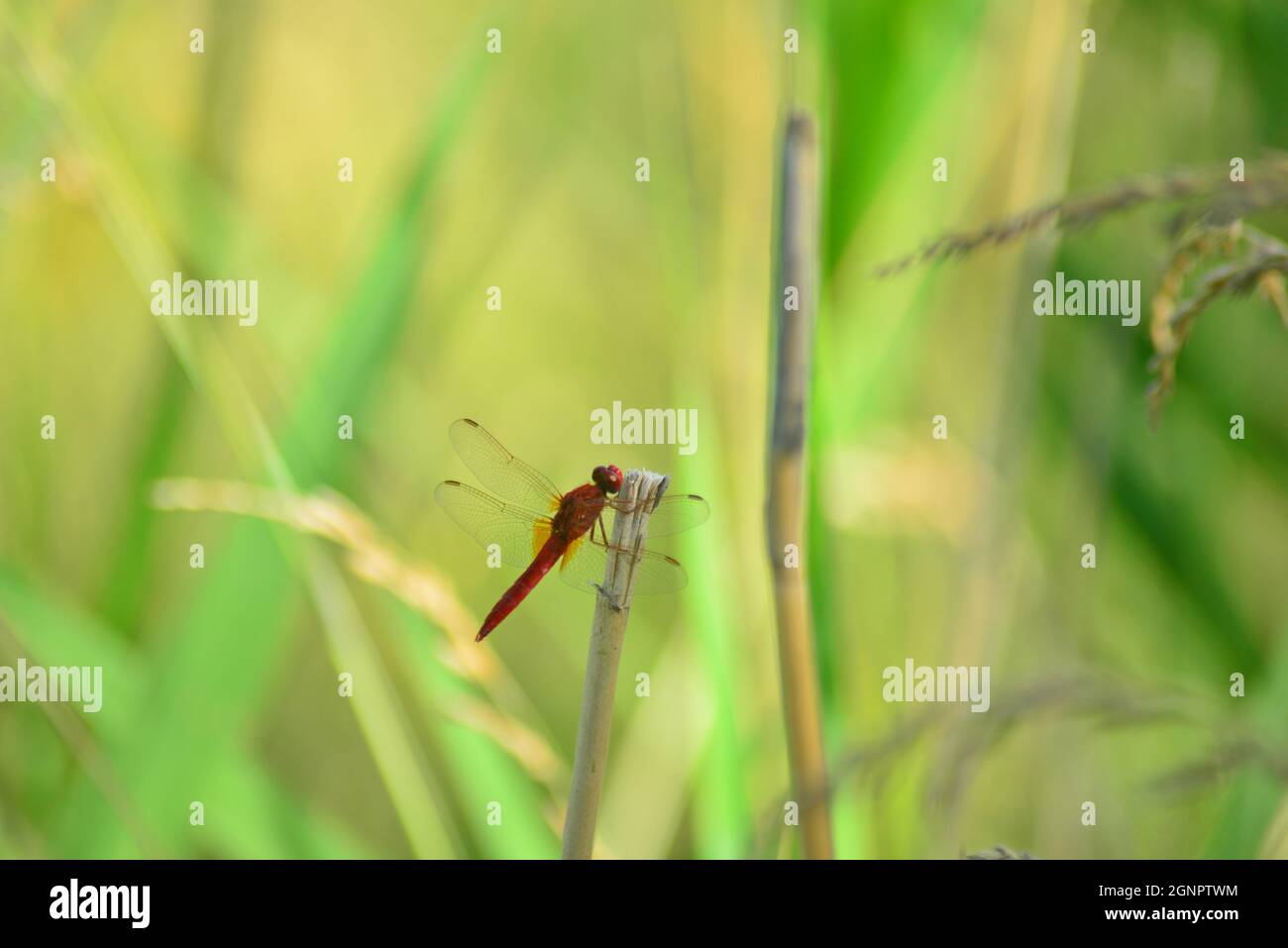 Libellule rouge sur tige de roseau Banque D'Images