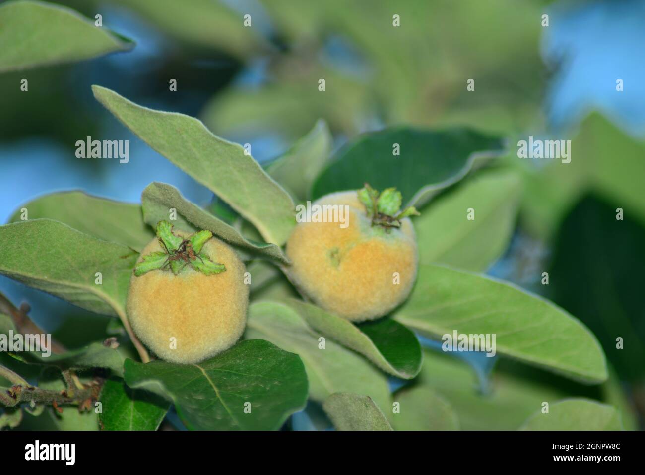 Fruits de coing à la branche en été Banque D'Images