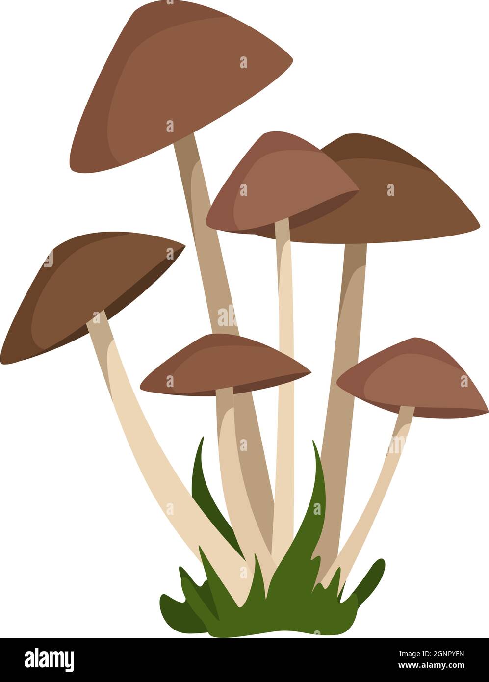 Les champignons de tabouret avec des chapeaux bruns sur des pattes blanches minces poussent dans des petits pains au milieu de l'herbe Illustration de Vecteur