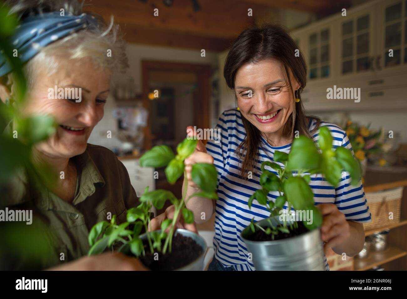 Bonne mère âgée avec une fille adulte à l'intérieur à la maison, plantant des herbes. Banque D'Images