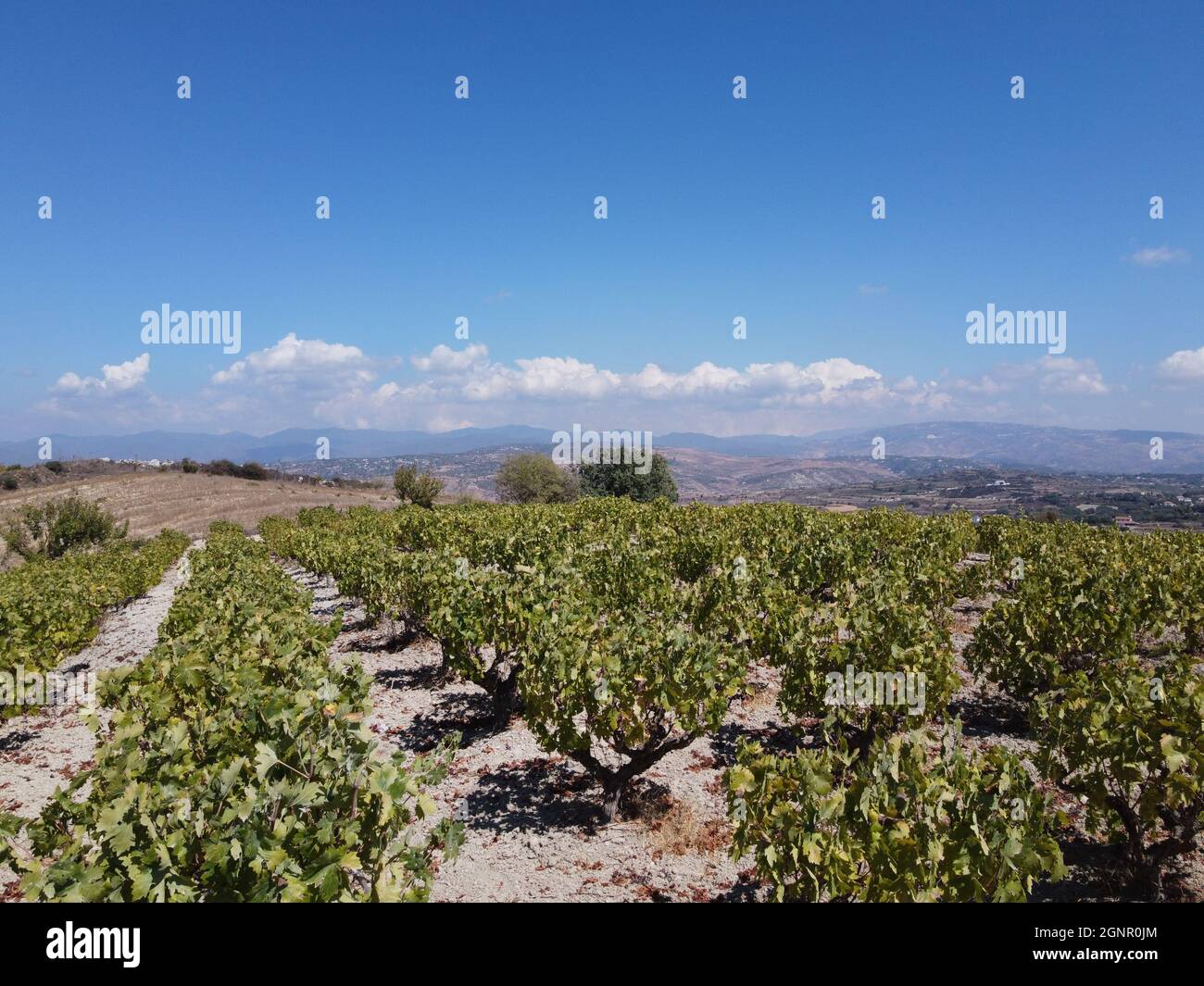 Industrie vinicole sur l'île de Chypre, vue sur les vignobles chypriotes avec des vignes en pleine croissance sur les pentes sud de la chaîne de montagnes de Troodos Banque D'Images