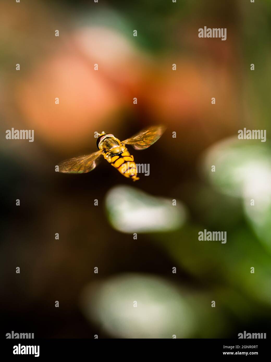 Guêpe volante sur fond flou, photo en gros plan de l'insecte de la guêpe Banque D'Images