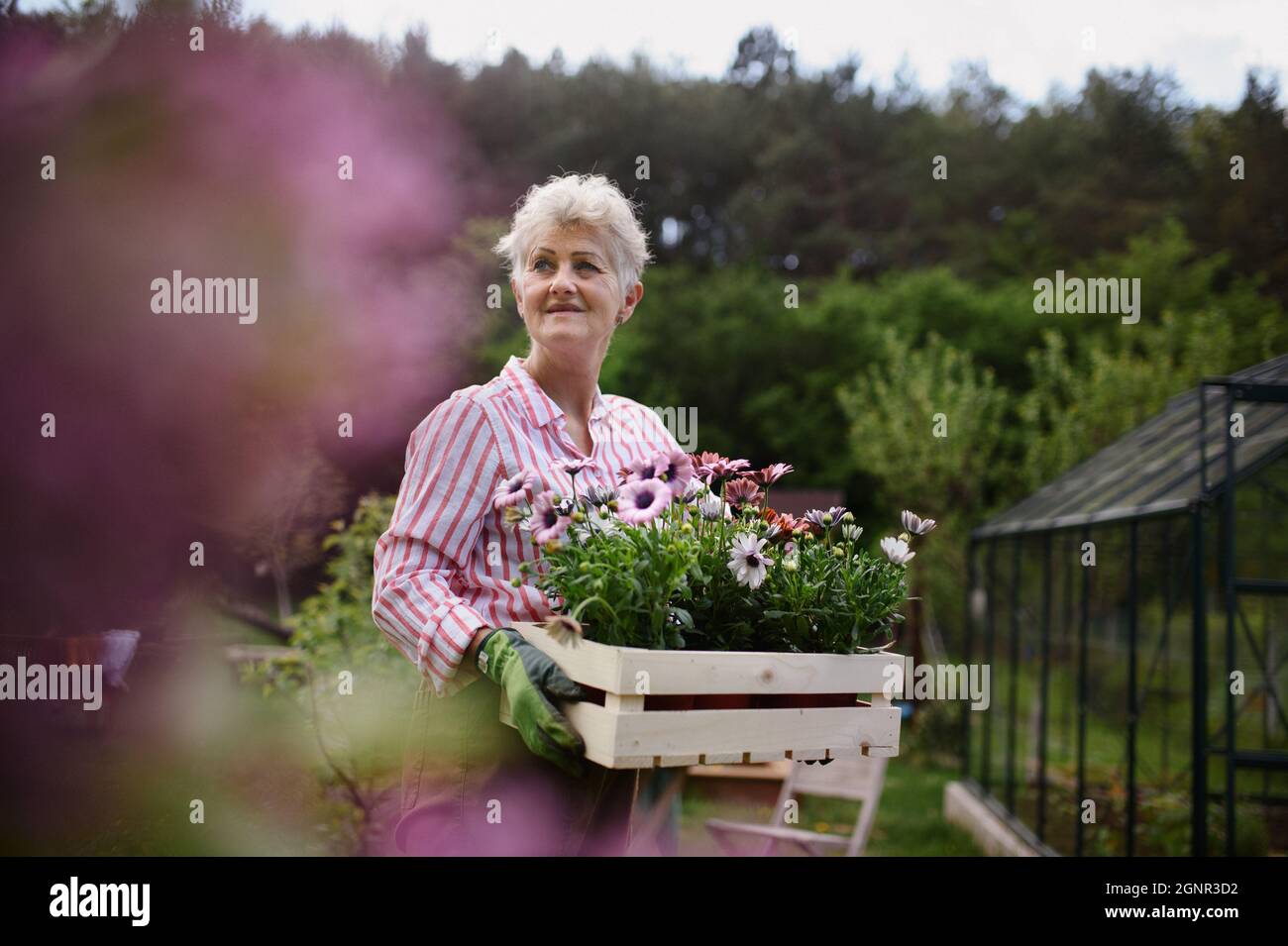 Femme de haut rang fleuriste transportant une caisse avec des fleurs plantées à l'extérieur dans le jardin. Banque D'Images