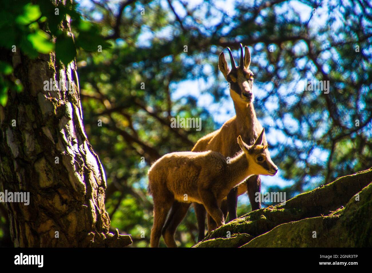 chamois Banque D'Images