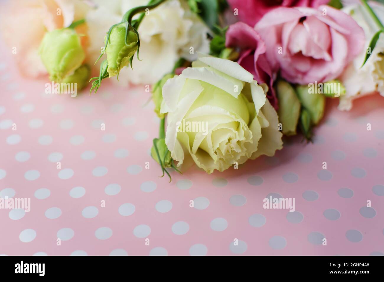 De belles fleurs d'eustoma rose (lisianthus) en pleine floraison avec des feuilles de bourgeons. Bouquet de fleurs sur fond rose. Banque D'Images