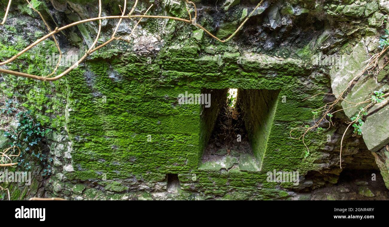 Dégradation par la nature du bâtiment celtique, tour défensive, limerick, Irlande Banque D'Images