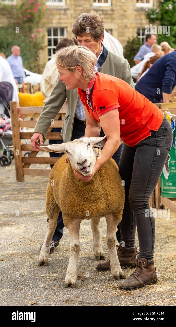 Masham, Yorkshire, Royaume-Uni 25 septembre 2021. Juger les moutons à la foire de moutons de Masham qui a lieu chaque année en septembre sur la place du marché. Portrait. CopySpace Banque D'Images