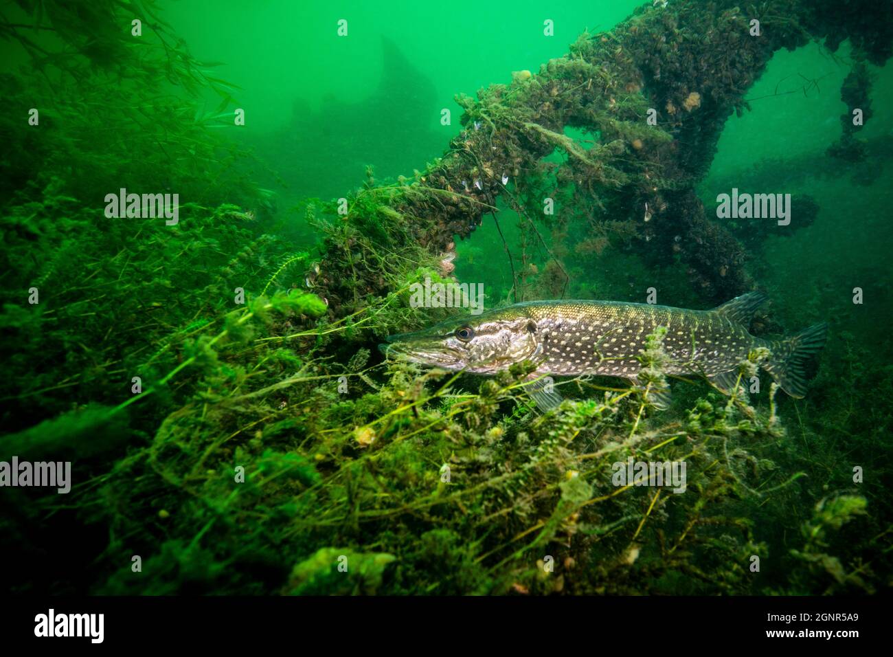 Grand brochet patiemment en attente de proies sous l'eau. Banque D'Images