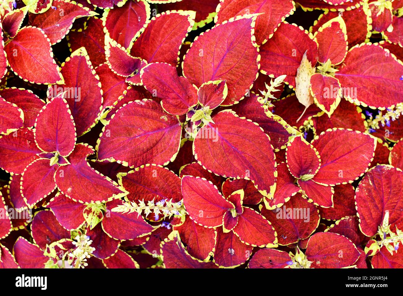 Arrière-plan coleus rouge vif. Plante ornementale Coleus gros plan Banque D'Images