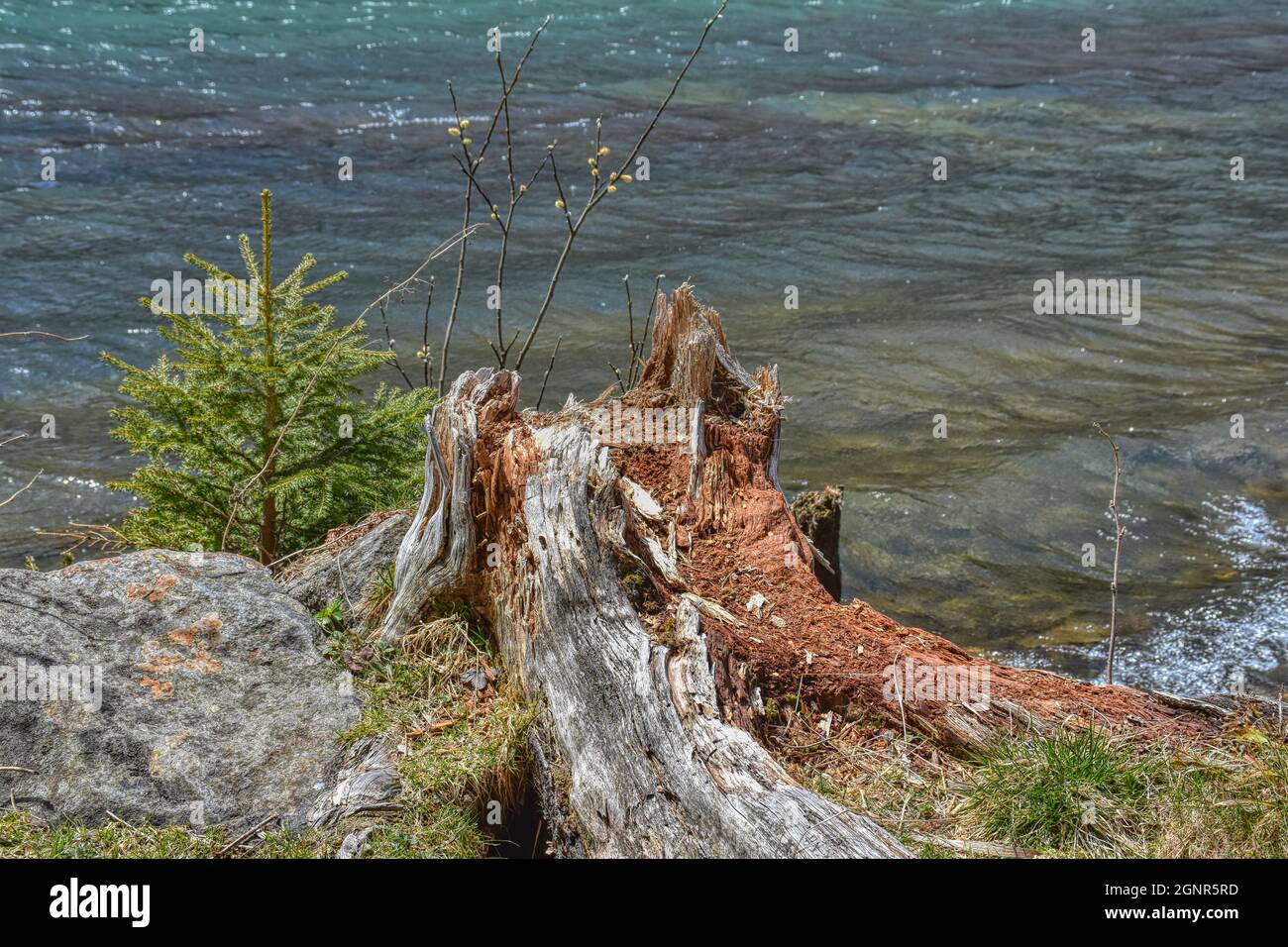 Baumstumpf, Baumstamm, Stumpf, Wurzel, verwittert,Vermodert, Moder, abgebrochen, Sturm, Sturmschaden,Holz, Faulholz, Maserung, Faser, braun,alt, VE Banque D'Images