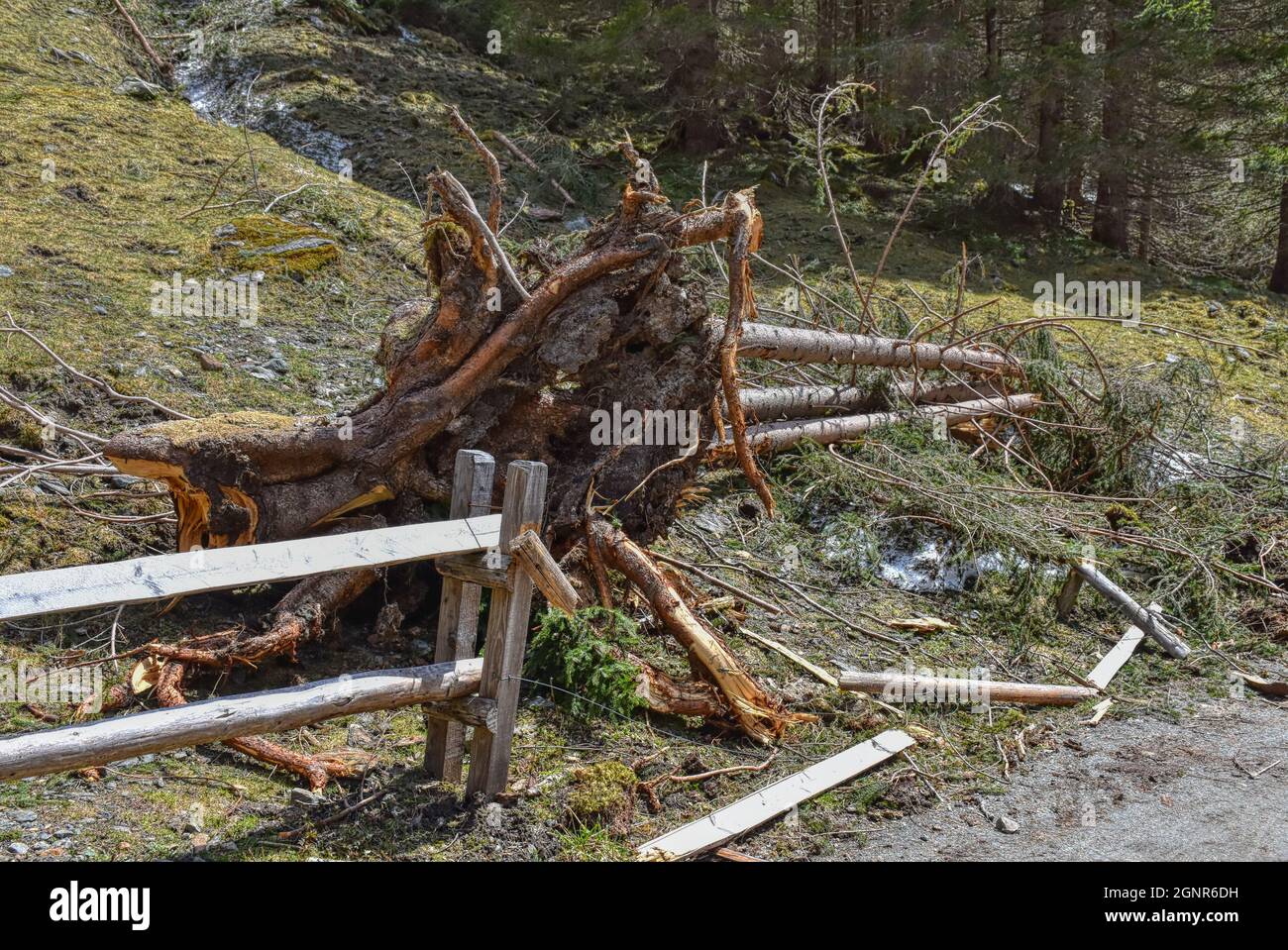 Baumstumpf, Baumstamm, Stumpf, Weg, entwurzelt,Gatter, Zaun, Wurzel, AST, Äste,Ausgegraben, verwittert, vermodt, Moder, abgebrochen,Sturm, Sturms Banque D'Images