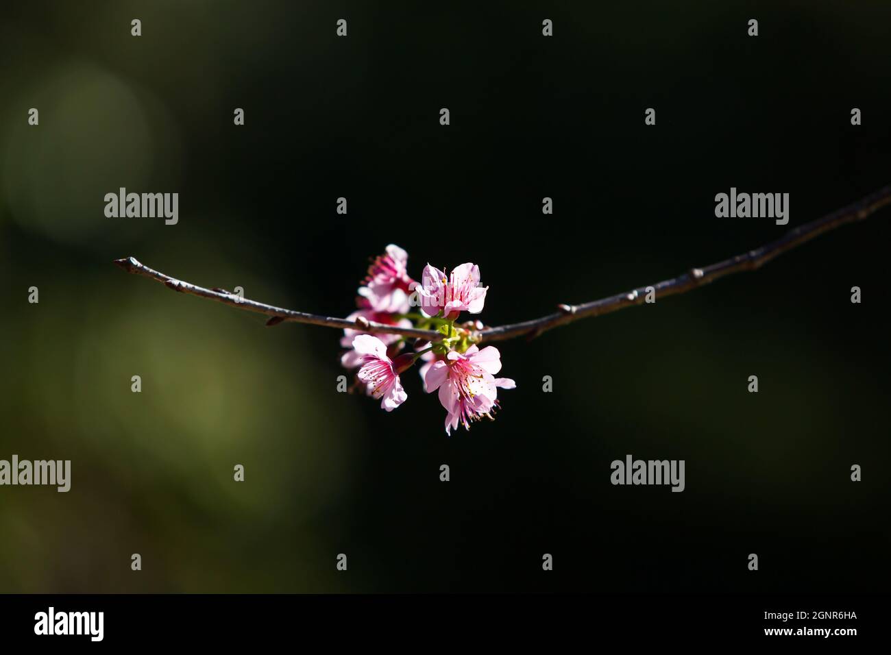 Fleurs de cerisier de pêche sur les branches des arbres, ombre floue dans l'arrière-plan. Abricot japonais ou prune chinoise. Fleur de printemps. Gros plan. Banque D'Images