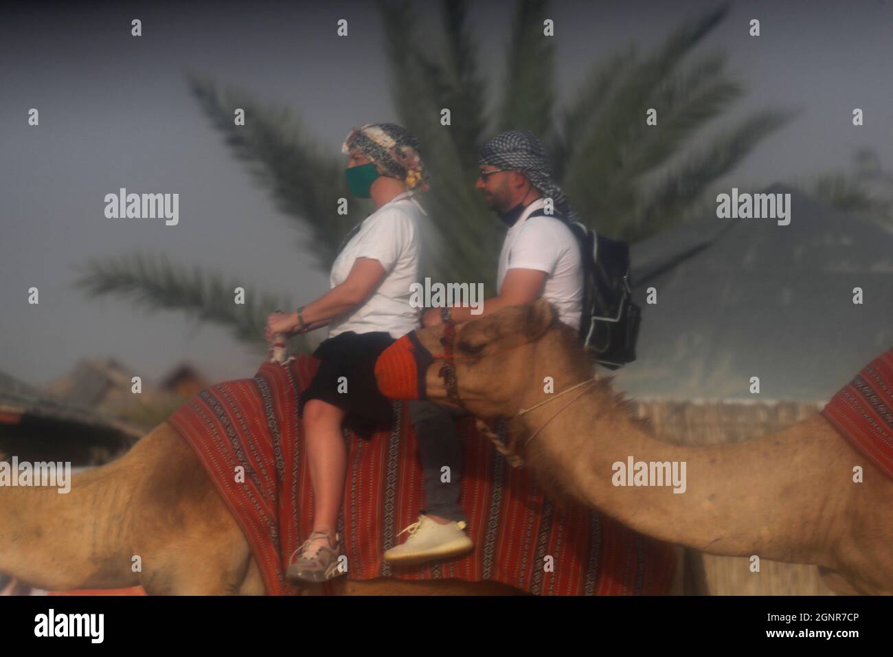 Promenade à dos de chameau au camp de Bédouin pendant le safari dans le désert. Dubaï. Émirats arabes Unis. Banque D'Images