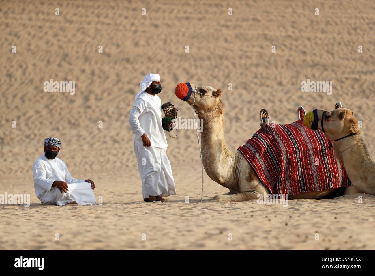 Promenade à dos de chameau au camp de Bédouin pendant le safari dans le désert. Dubaï. Émirats arabes Unis. Banque D'Images