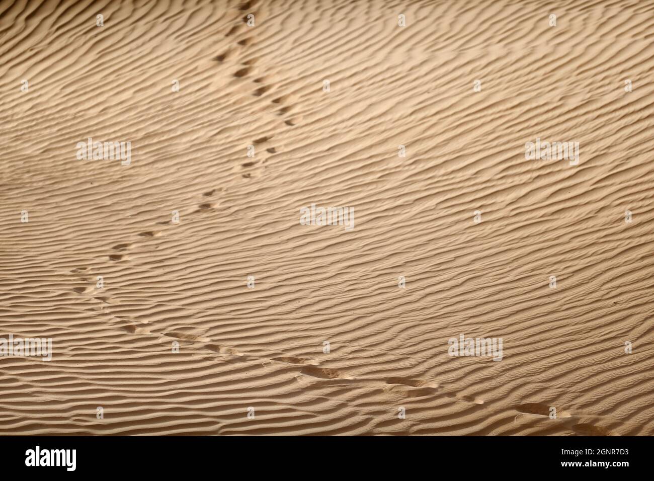 Motifs de sable et empreintes humaines dans un désert. Dubaï. Émirats arabes Unis. Banque D'Images