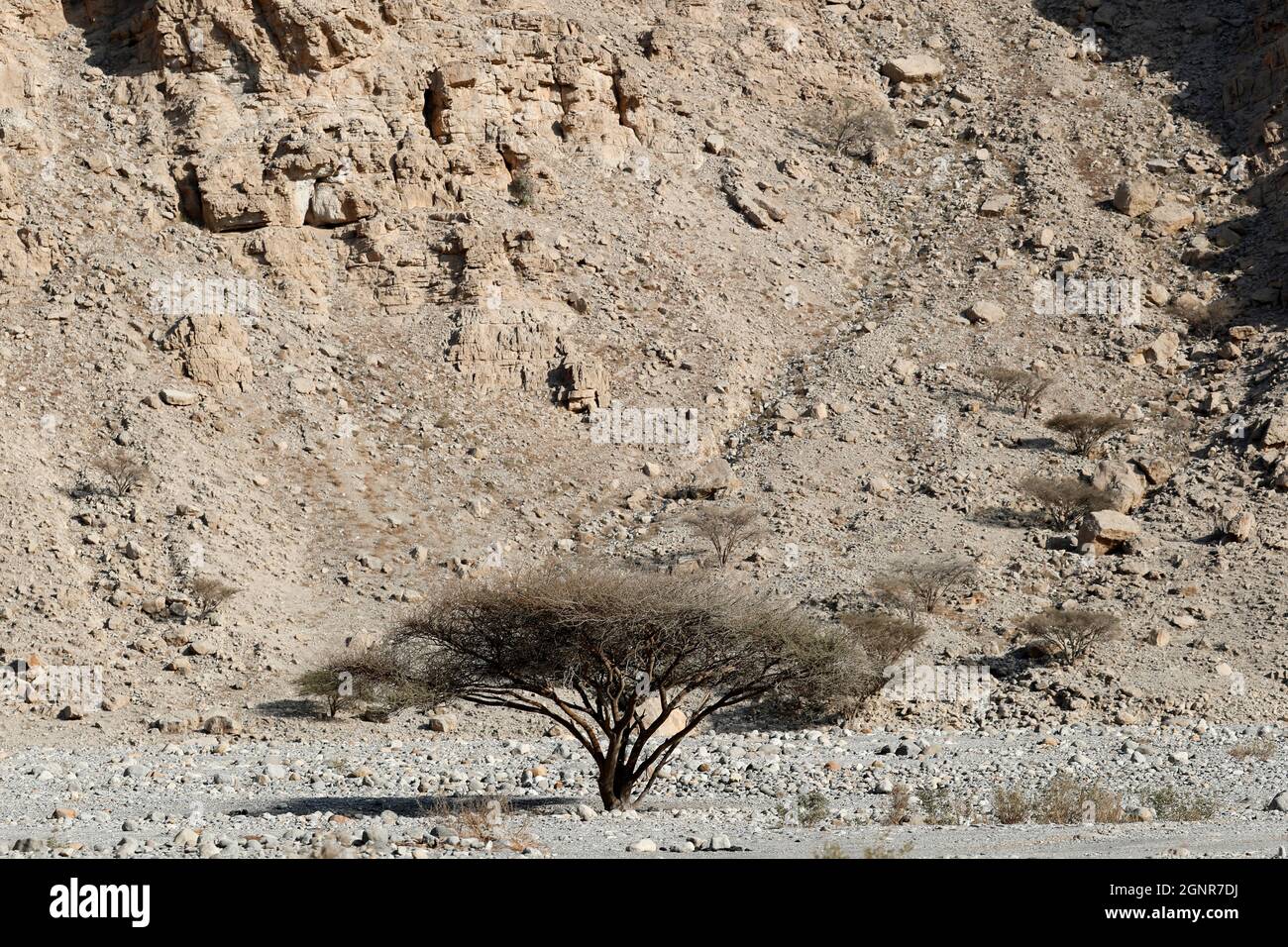 Arbre solitaire dans le désert. Jebel jais montagne. Émirats arabes Unis. Banque D'Images