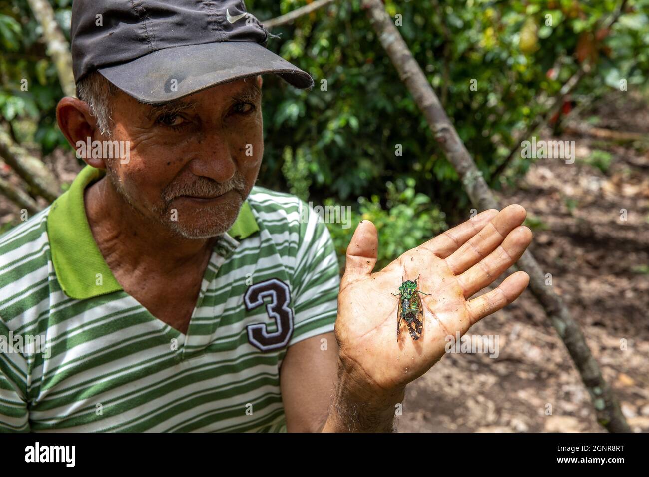 Plantoir de cacao montrant un insecte dans la vallée d'Intag, en Équateur Banque D'Images