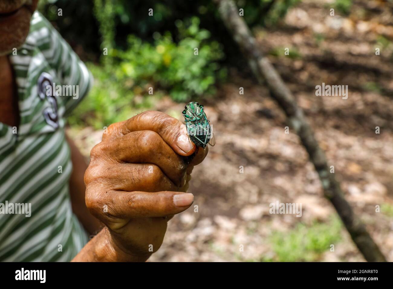 Plantoir de cacao montrant un insecte dans la vallée d'Intag, en Équateur Banque D'Images