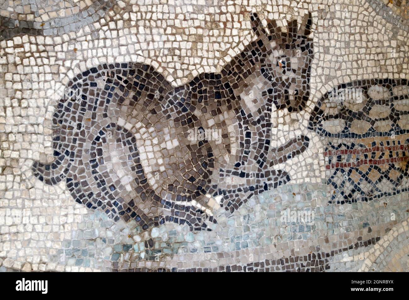 Basilique patriarcale d'Aquileia. Sol en mosaïque avec symbolisme chrétien, 4e siècle. Italie. Banque D'Images