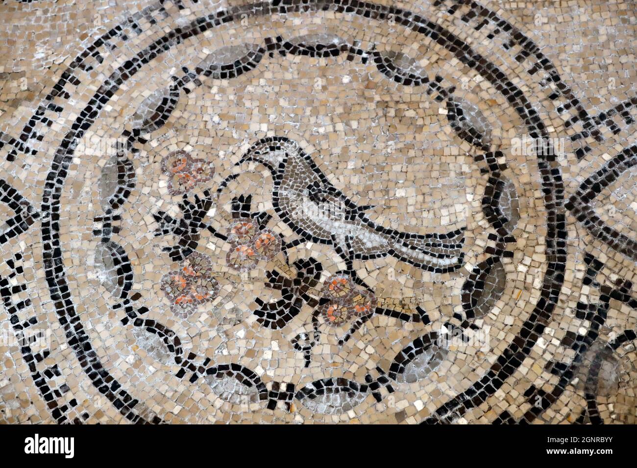 Basilique patriarcale d'Aquileia. Sol en mosaïque avec symbolisme chrétien, 4e siècle. Un oiseau perché sur une branche d'arbre, symbolisant le Bienheureux par Banque D'Images