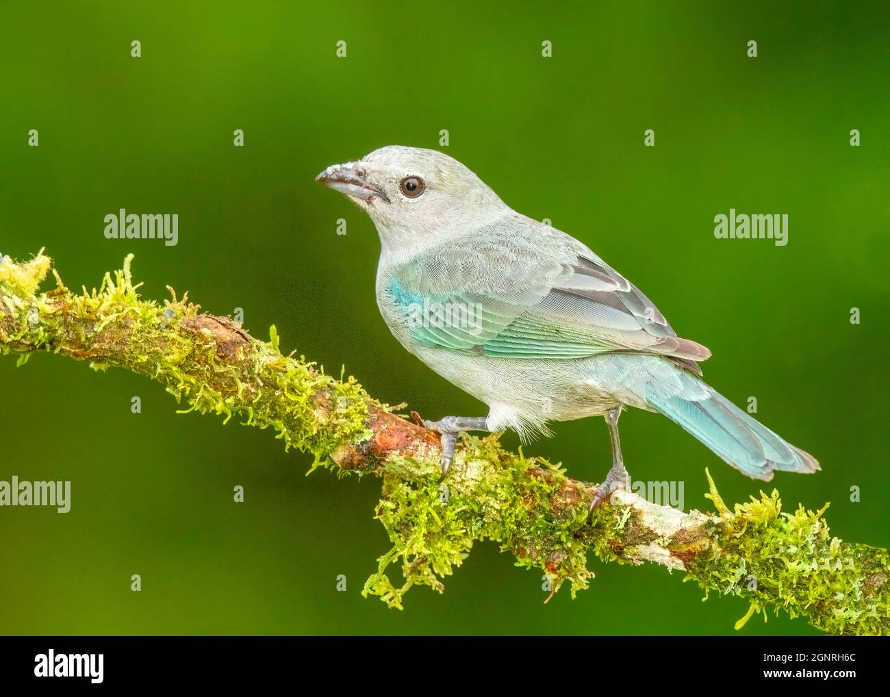 Tanager bleu-gris (Thraumis episcopus) perché sur une branche dans une forêt tropicale costaricaine. Banque D'Images