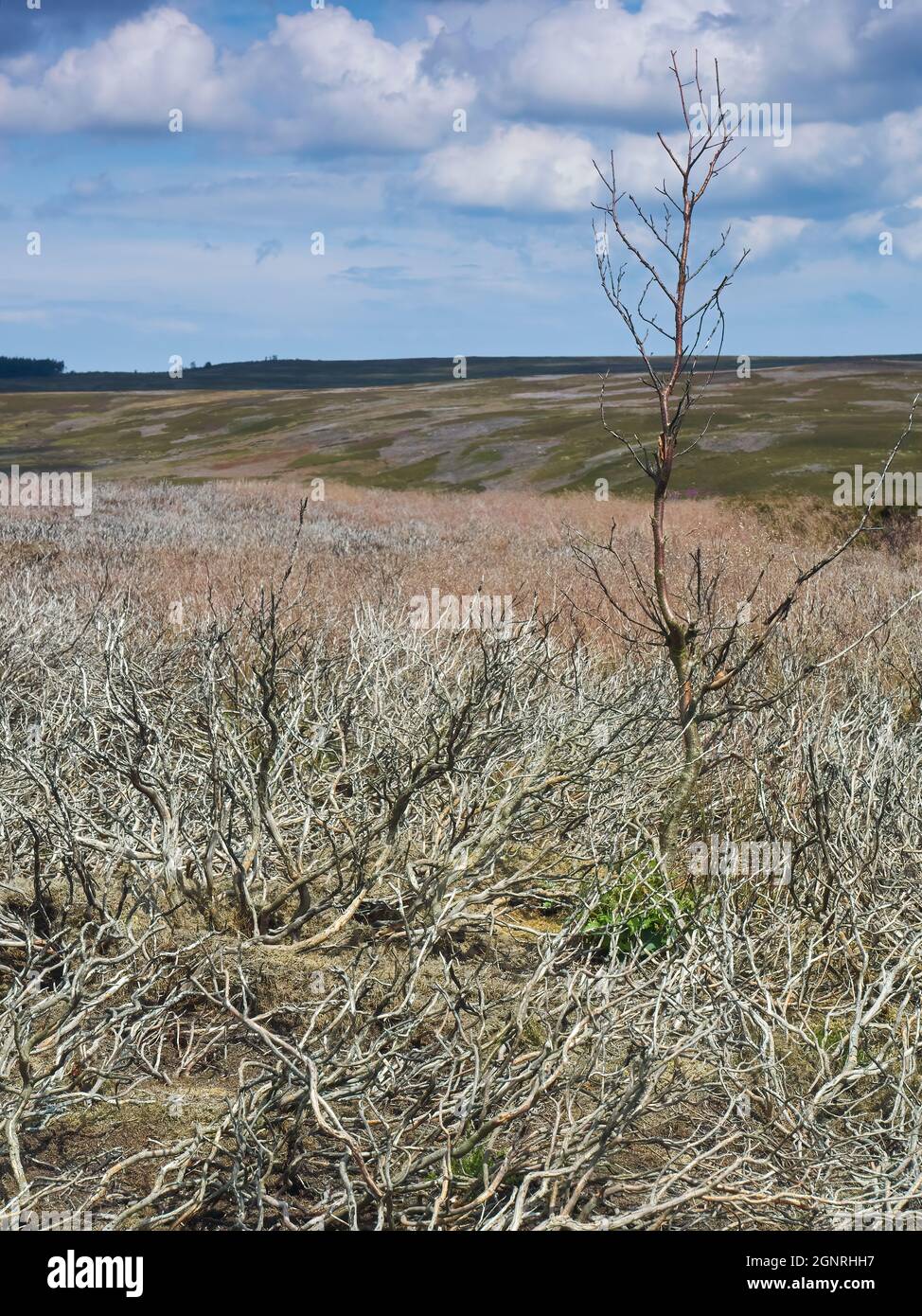 Un arbre brûlé dans un paysage désolé de bruyère brûlée, partie de la gestion saisonnière des Maures de North York, sous un ciel d'été. Banque D'Images