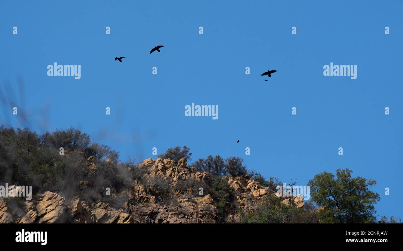 Les oiseaux encerclent au-dessus d'une formation rocheuse vue depuis le sentier Backbone à Hondo Canyon, dans le parc national de Topanga Canyon, en Californie, aux États-Unis Banque D'Images