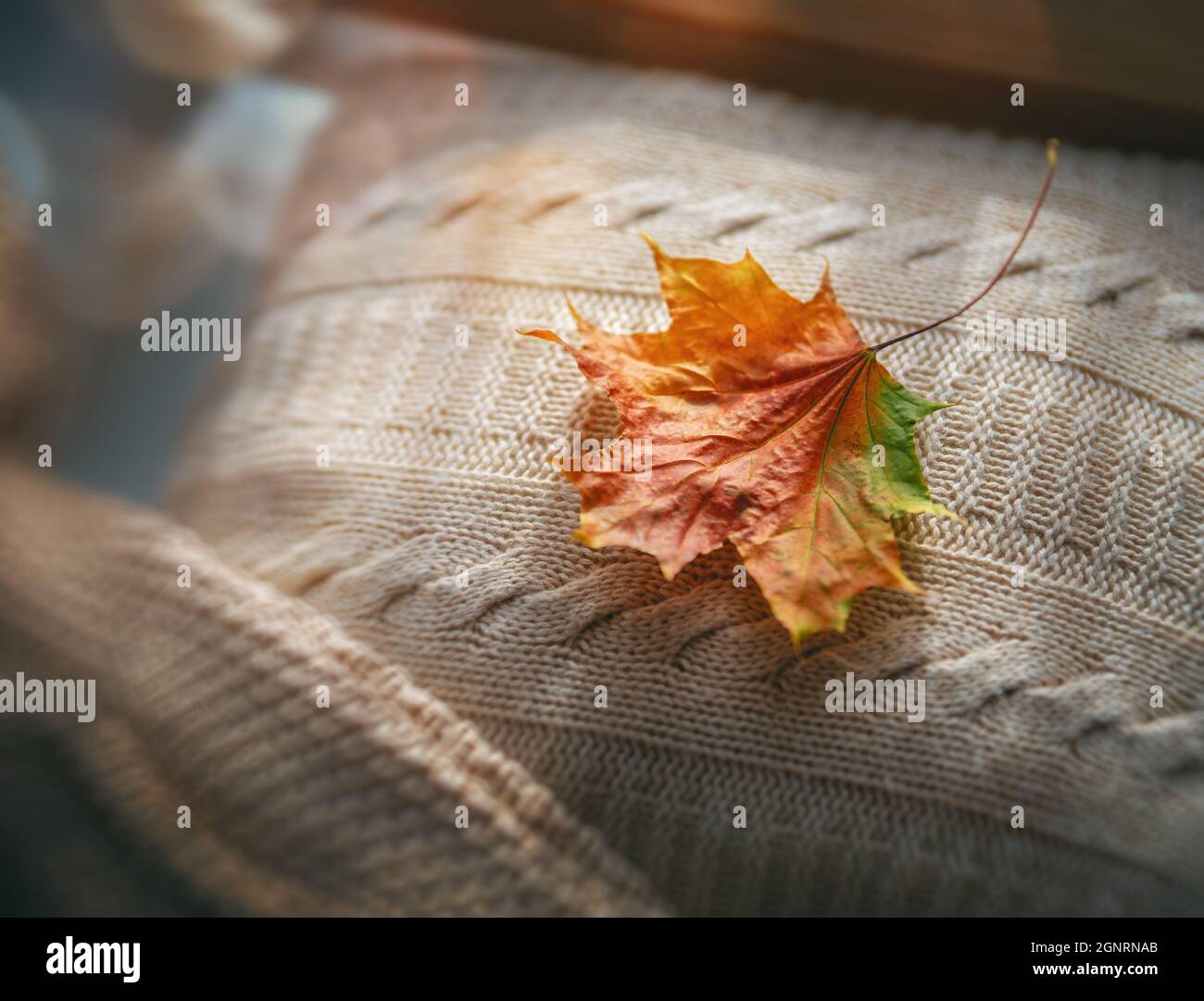 Feuille d'érable d'automne sur des objets tricotés. Vue de dessus Banque D'Images