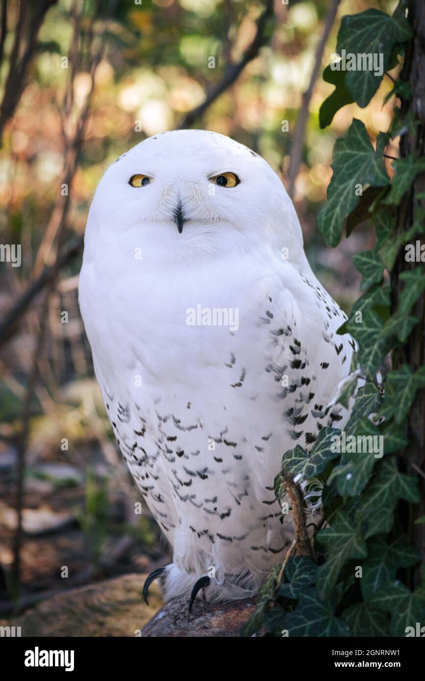 Hibou enneigé au zoo avec beau plumage blanc. une attitude très détendue et belle à regarder Banque D'Images