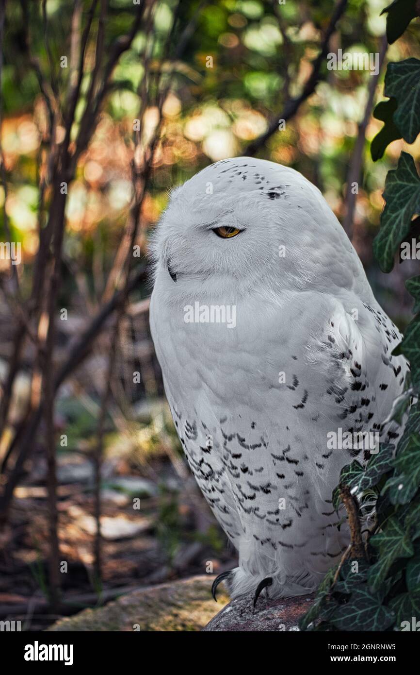 Hibou enneigé au zoo avec beau plumage blanc. une attitude très détendue et belle à regarder Banque D'Images