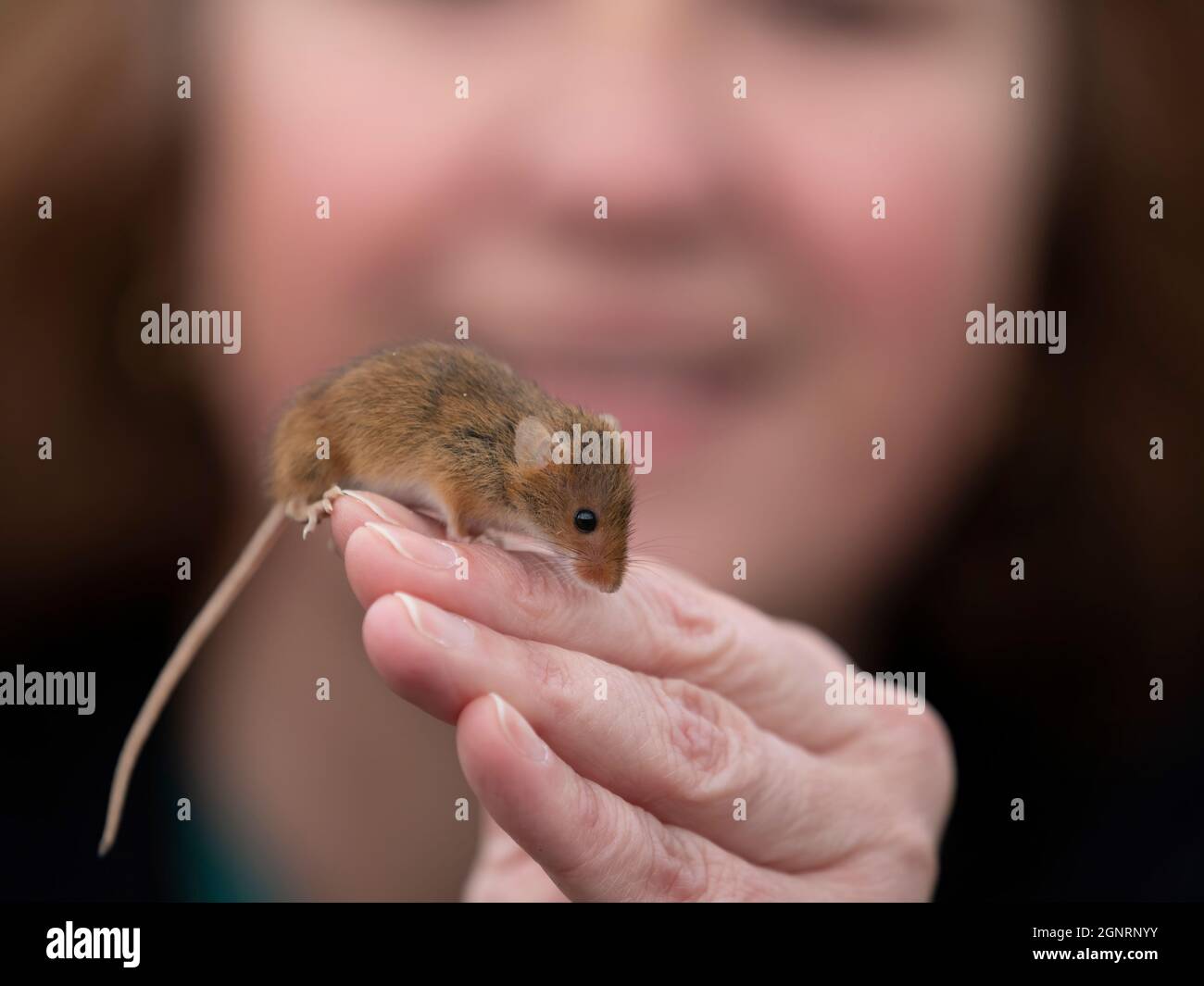 Femme tenant la souris eurasienne de récolte (Micromys minutus) à portée de main, Royaume-Uni Banque D'Images