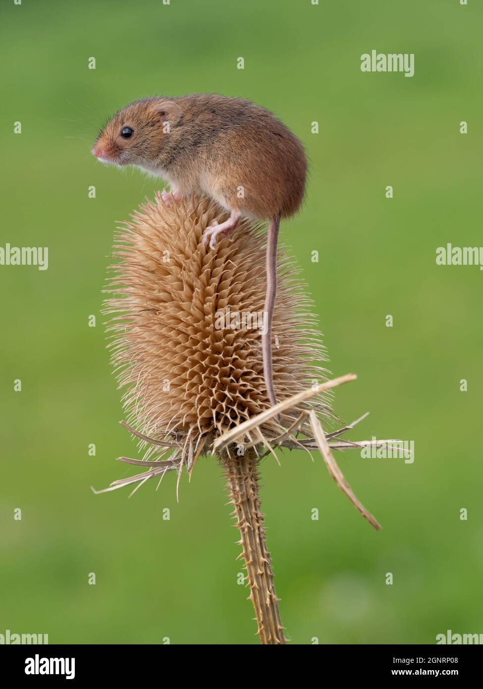 Souris eurasienne de récolte (Micromys minutus) grimpant sur la tête de la graine à thé (Dipsacus fullonum), Royaume-Uni Banque D'Images