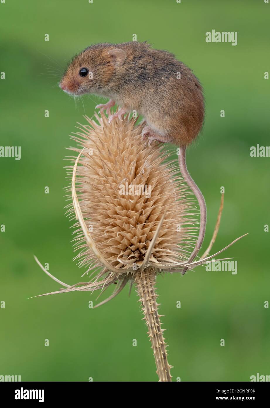 Souris eurasienne de récolte (Micromys minutus) grimpant sur la tête de la graine à thé (Dipsacus fullonum), Royaume-Uni Banque D'Images