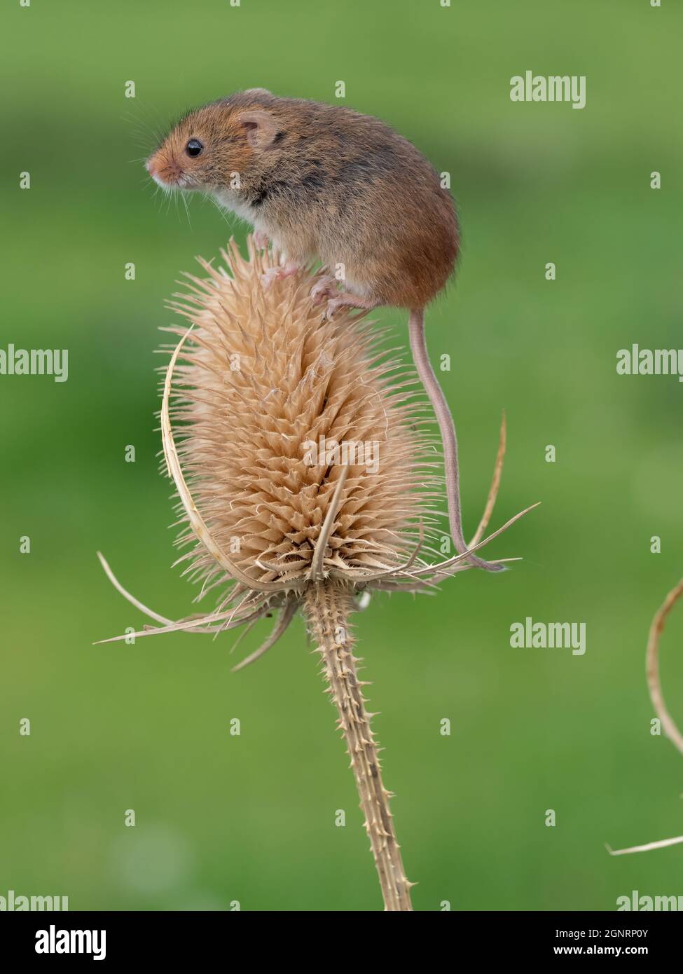 Souris eurasienne de récolte (Micromys minutus) grimpant sur la tête de la graine à thé (Dipsacus fullonum), Royaume-Uni Banque D'Images