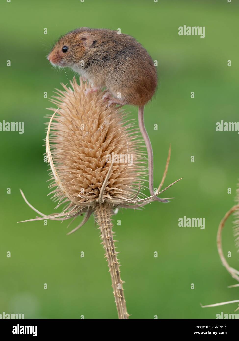 Souris eurasienne de récolte (Micromys minutus) grimpant sur la tête de la graine à thé (Dipsacus fullonum), Royaume-Uni Banque D'Images