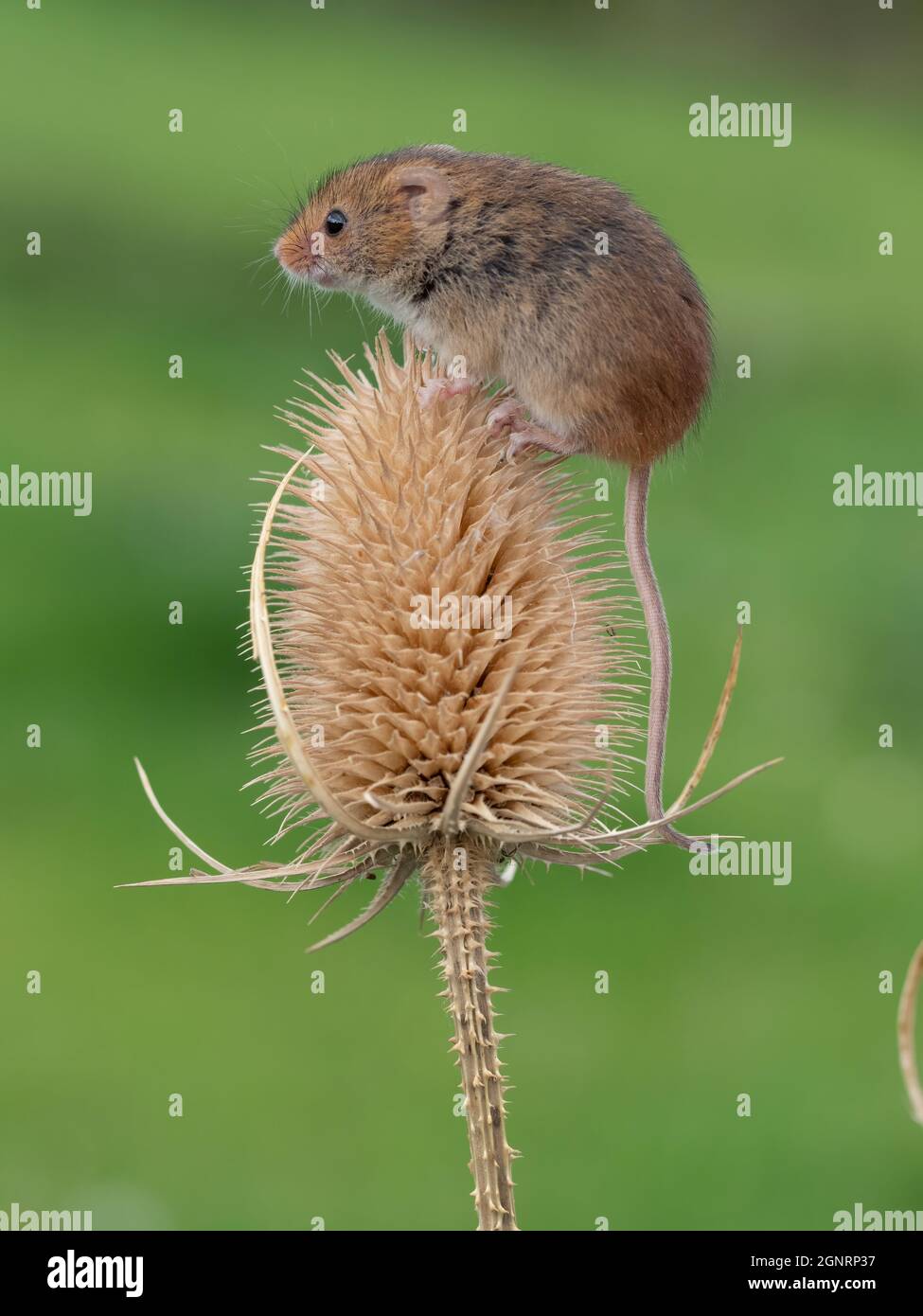 Souris eurasienne de récolte (Micromys minutus) grimpant sur la tête de la graine à thé (Dipsacus fullonum), Royaume-Uni Banque D'Images