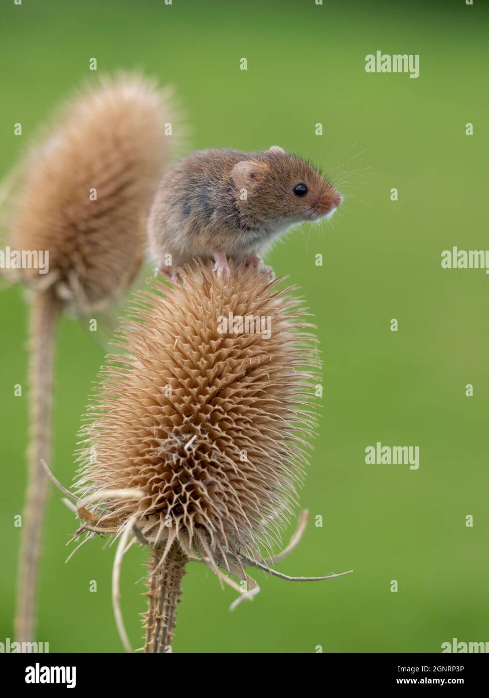 Souris eurasienne de récolte (Micromys minutus) grimpant sur la tête de la graine à thé (Dipsacus fullonum), Royaume-Uni Banque D'Images