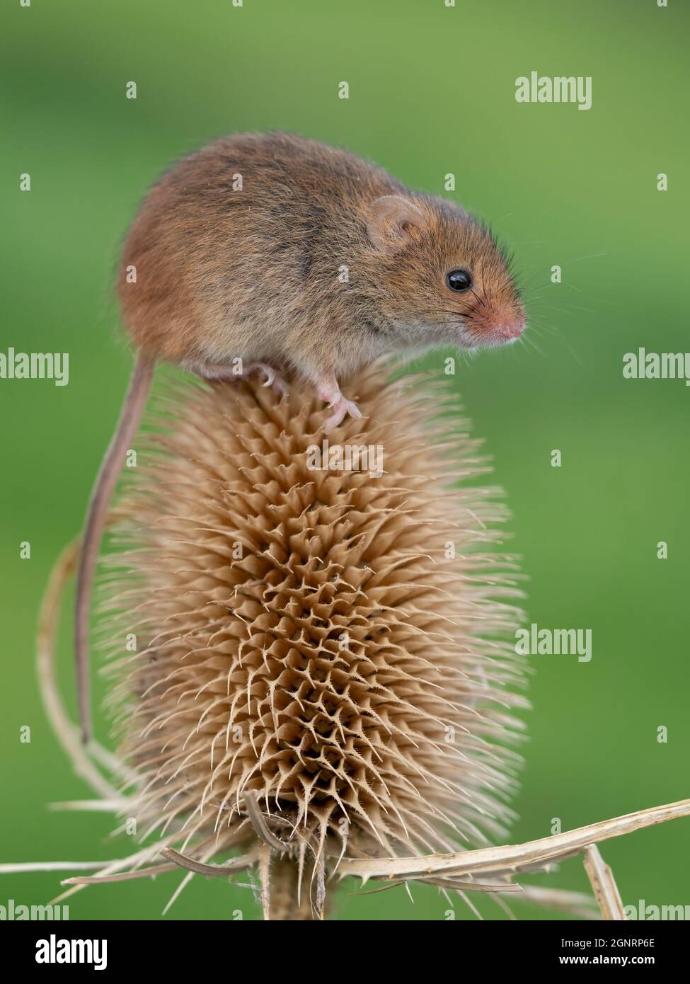 Souris eurasienne de récolte (Micromys minutus) grimpant sur la tête de la graine à thé (Dipsacus fullonum), Royaume-Uni Banque D'Images