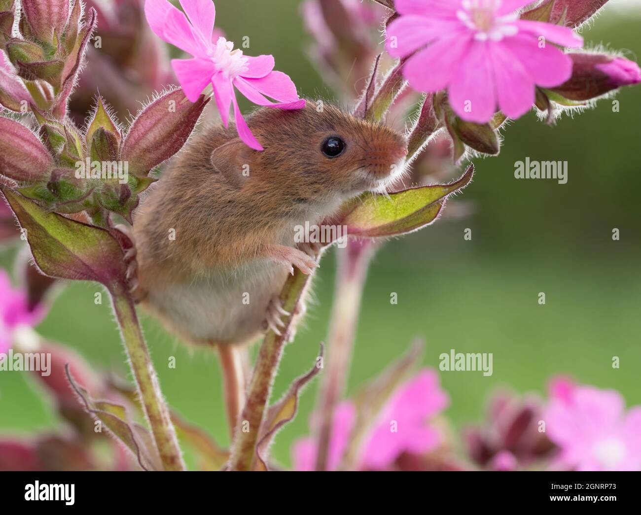 Souris de récolte eurasienne (Micromys minutus) grimpant sur le campion rouge (Silene dioica) Royaume-Uni Banque D'Images