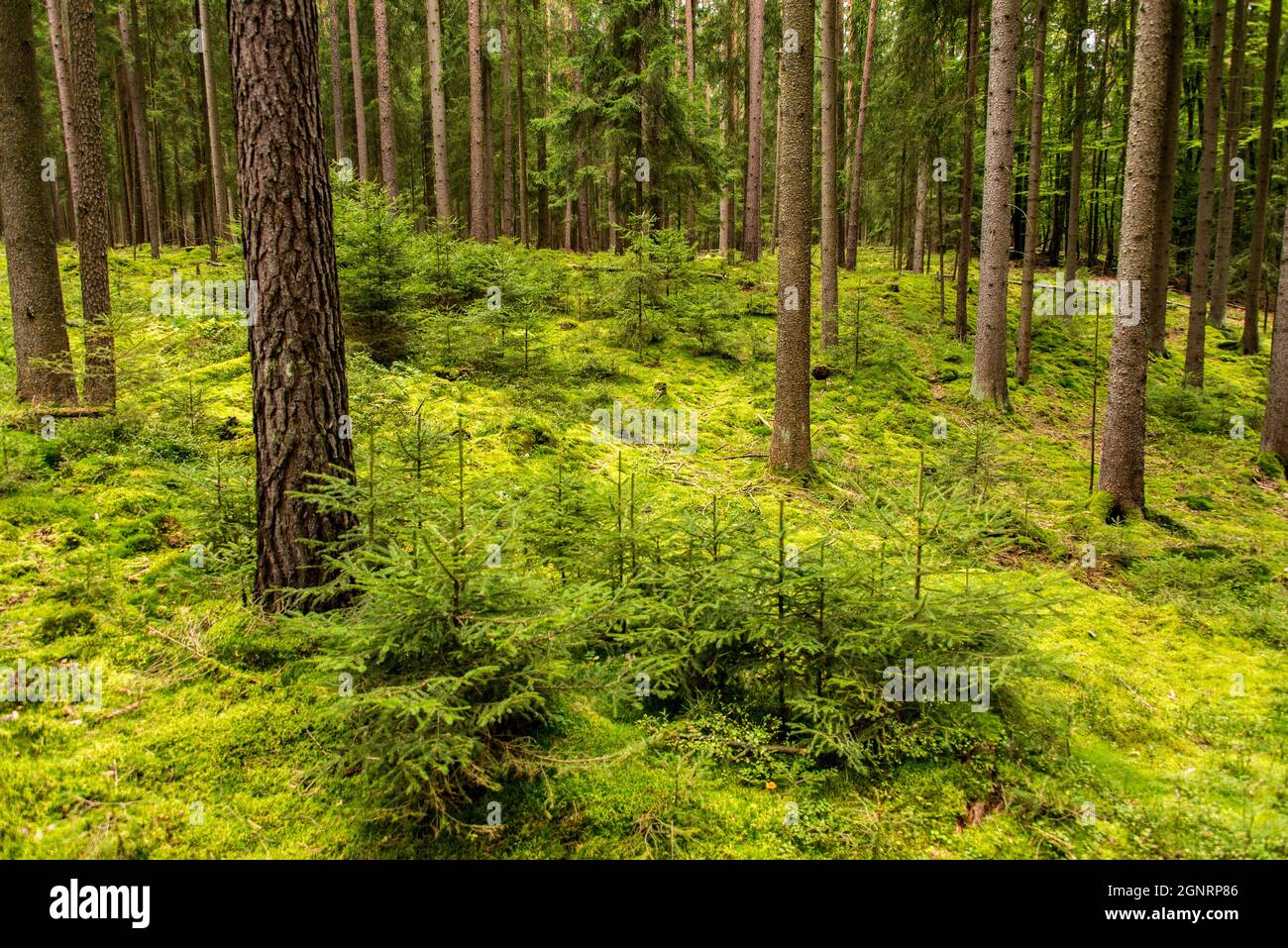 Le calme est la forêt: mousse adoucit chaque pas et le son dans ces bois. Banque D'Images