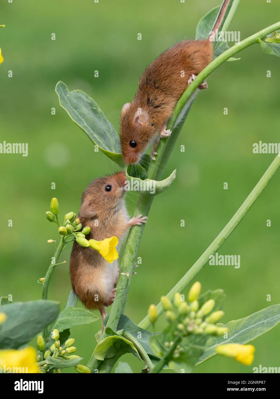 La souris de récolte eurasienne (Micromys minutus) se couple en grimpant la tige de la plante, Royaume-Uni Banque D'Images