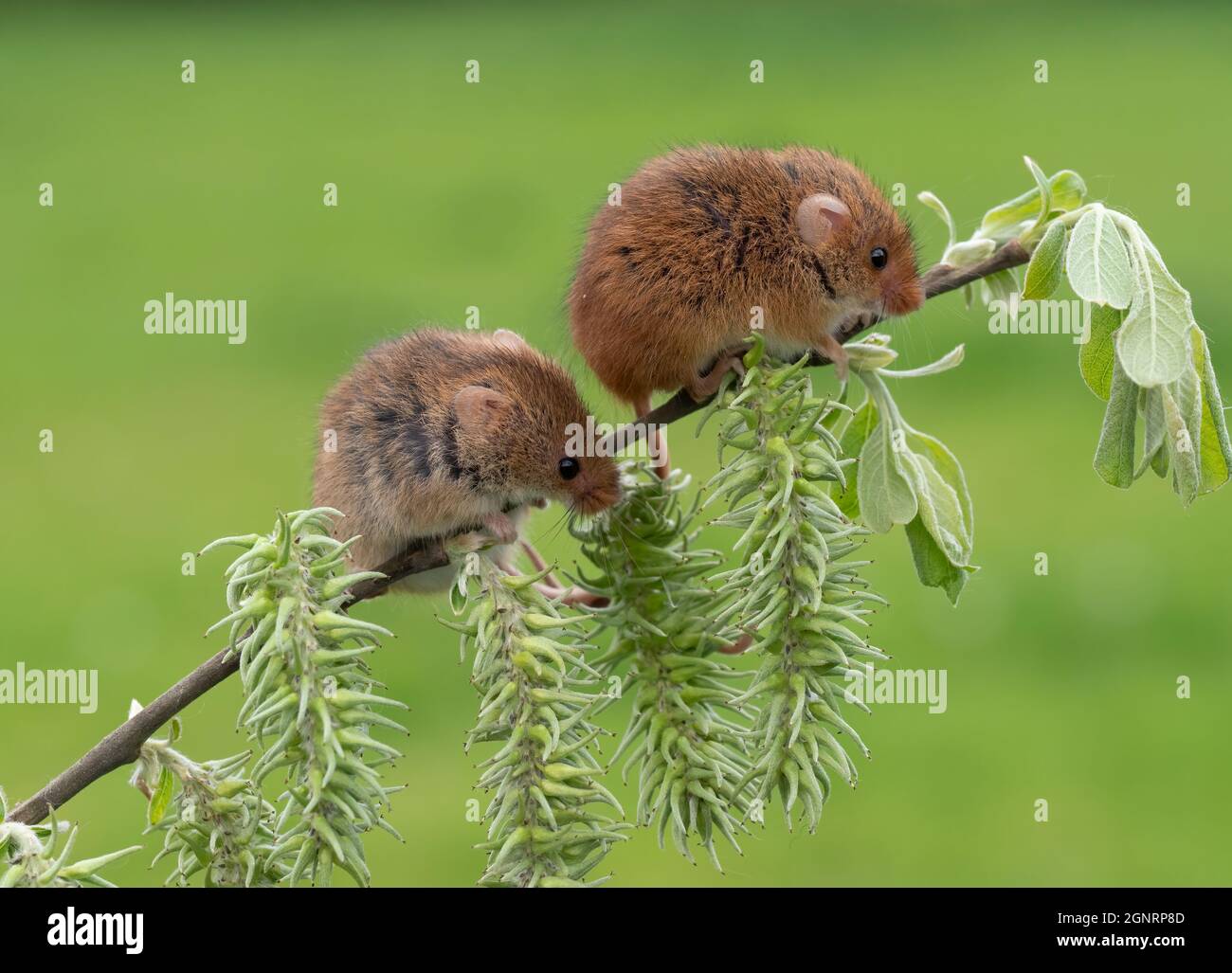 Souris de récolte eurasienne (Micromys minutus) paire grimpant sur tige de saule de chèvre (Salix carea), Royaume-Uni Banque D'Images