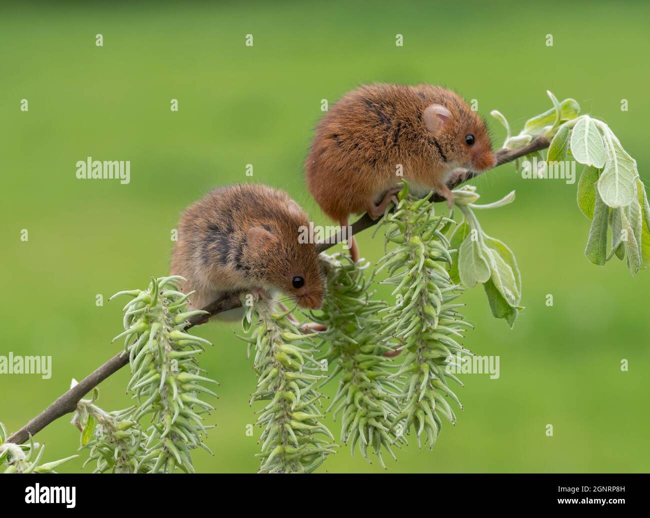 Souris de récolte eurasienne (Micromys minutus) paire grimpant sur tige de saule de chèvre (Salix carea), Royaume-Uni Banque D'Images