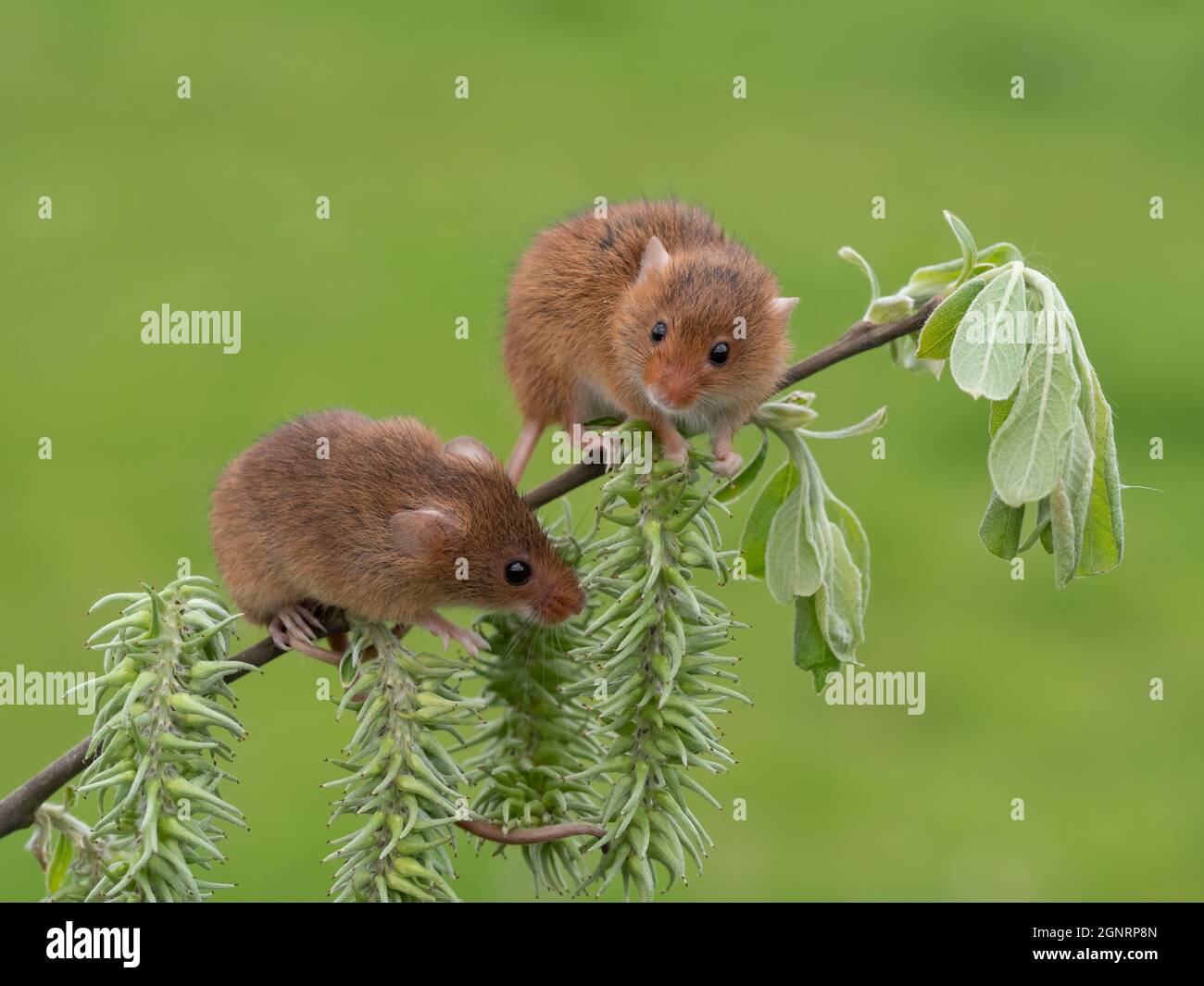 Souris de récolte eurasienne (Micromys minutus) paire grimpant sur tige de saule de chèvre (Salix carea), Royaume-Uni Banque D'Images