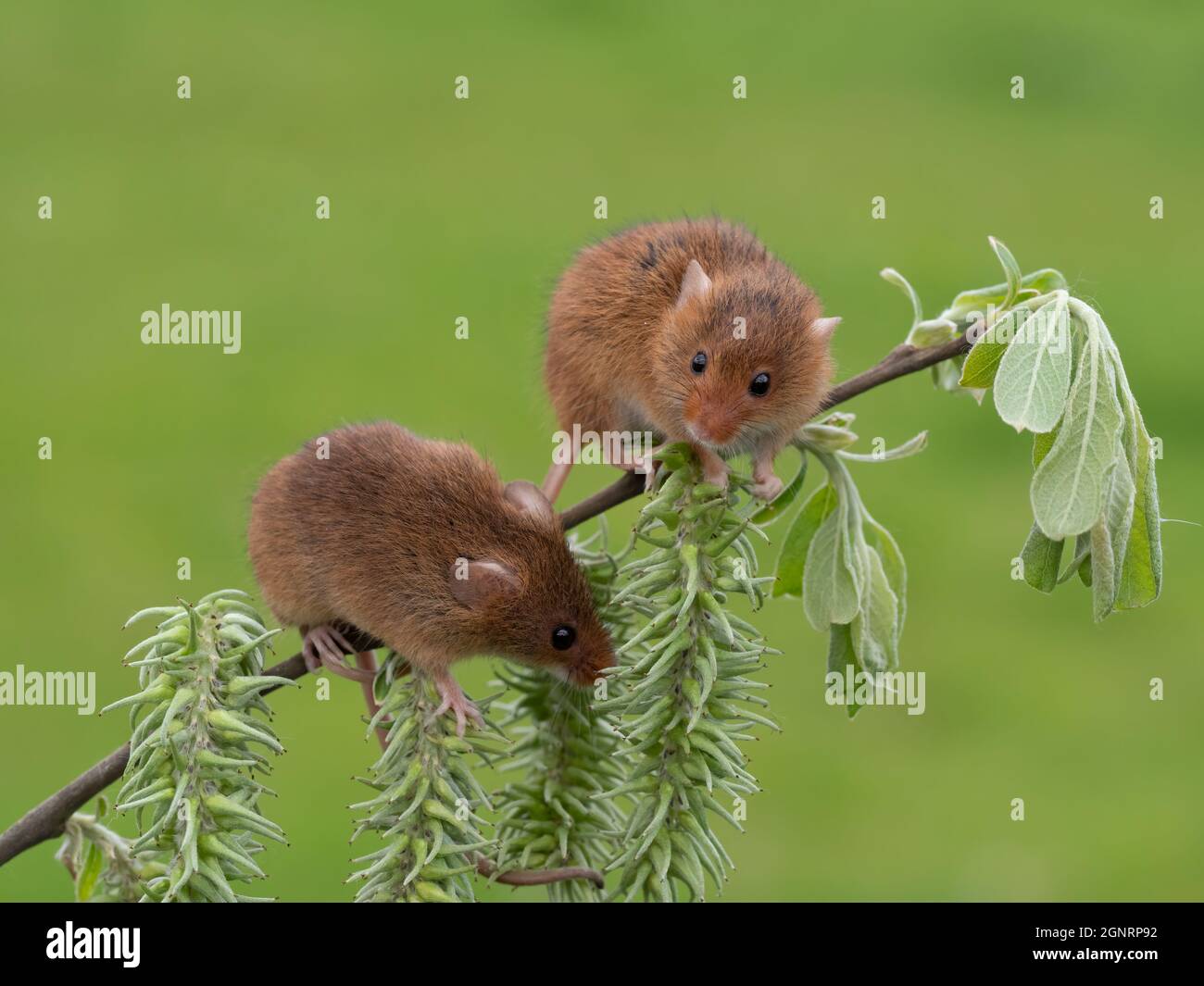 Souris de récolte eurasienne (Micromys minutus) paire grimpant sur tige de saule de chèvre (Salix carea), Royaume-Uni Banque D'Images