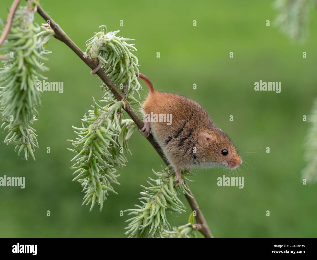 Souris de récolte eurasienne (Micromys minutus) grimpant sur la tige de saule de chèvre (Salix carea), Royaume-Uni Banque D'Images