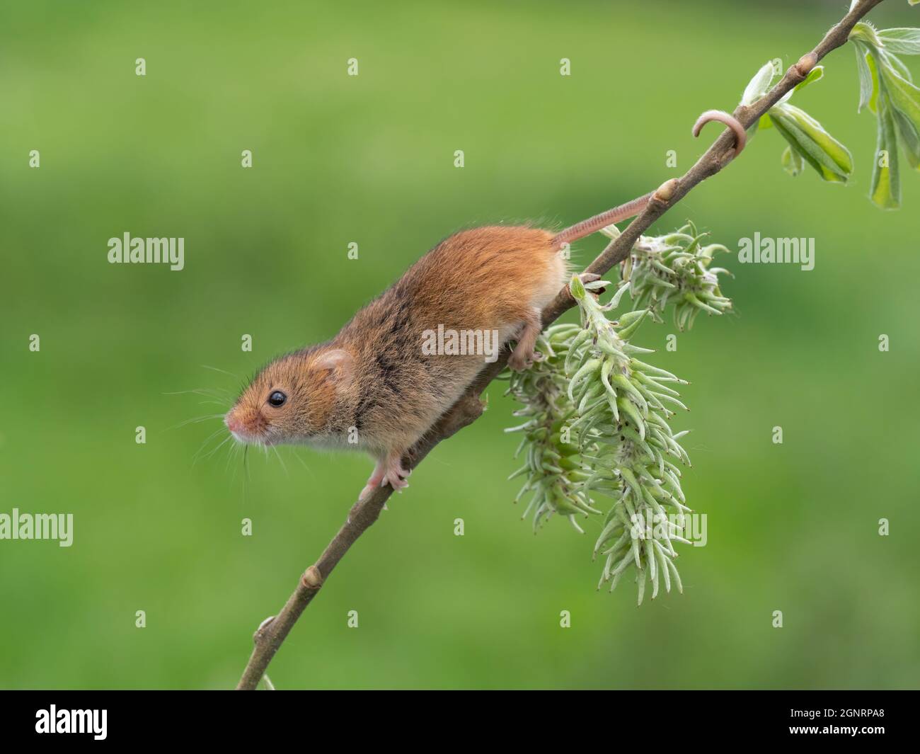 Souris de récolte eurasienne (Micromys minutus) grimpant sur la tige de saule de chèvre (Salix carea), Royaume-Uni Banque D'Images