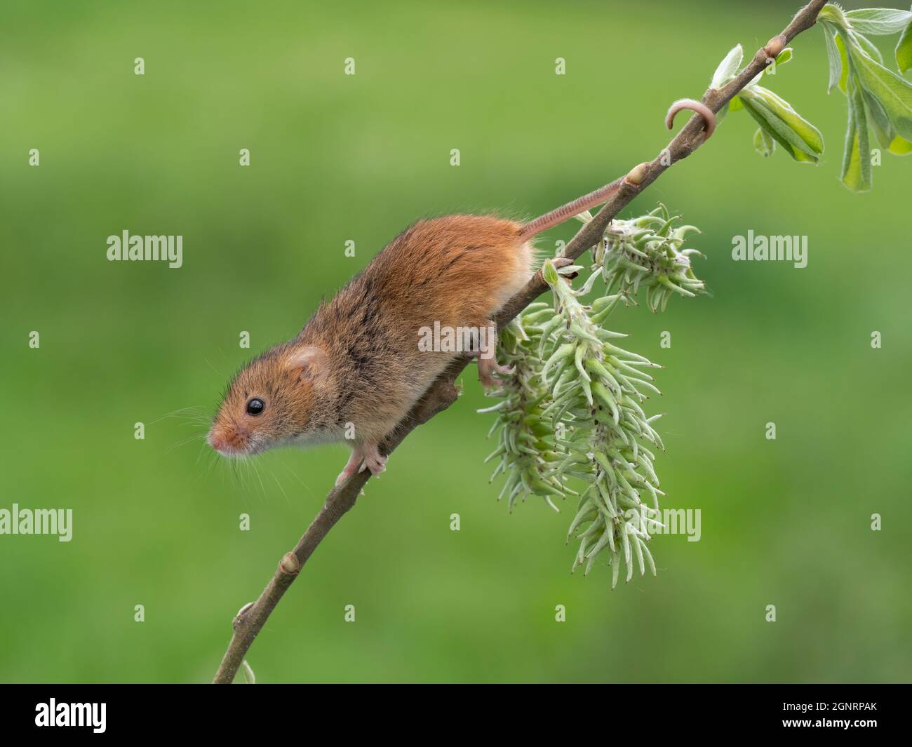 Souris de récolte eurasienne (Micromys minutus) grimpant sur la tige de saule de chèvre (Salix carea), Royaume-Uni Banque D'Images
