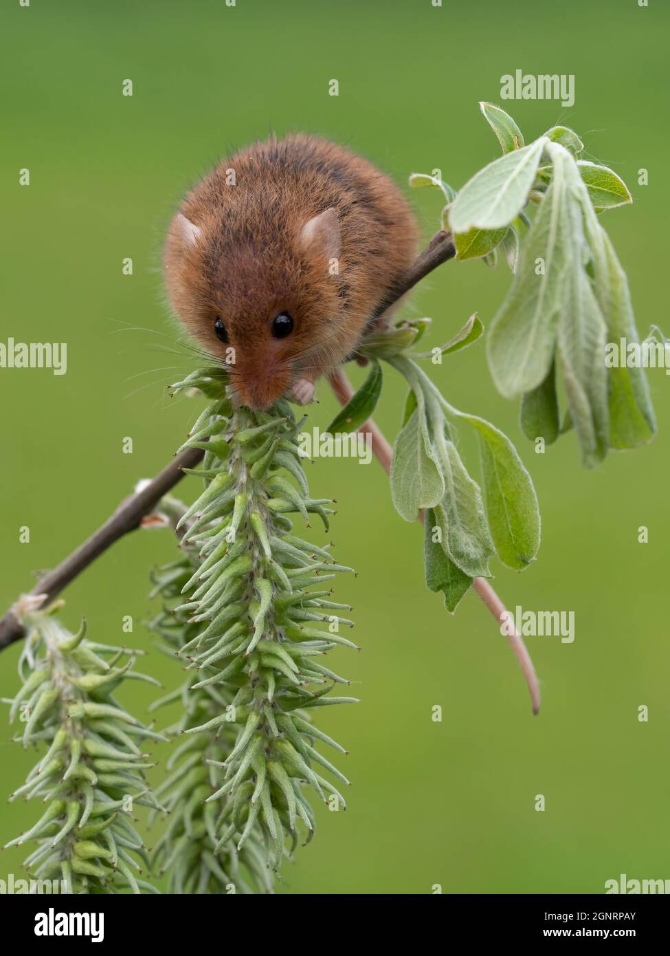 Souris de récolte eurasienne (Micromys minutus) grimpant sur la tige de saule de chèvre (Salix carea), Royaume-Uni Banque D'Images